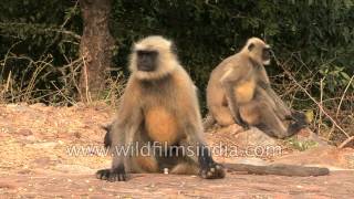 Langurs wait for Buddhist handouts  Rajgir Bihar [upl. by Alejo717]