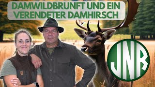 DAMWILDBRUNFT  FEUERSTEINFELDER UND EIN VERENDETER DAMHIRSCH [upl. by Raynata]