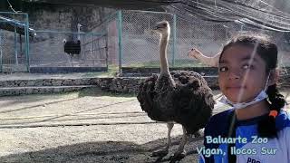 Baluarte Zoo at Vigan Ilocos Sur Philippines  Camel  Ostrich  Deer [upl. by Ecallaw]