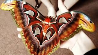 Attacus atlas atlas moth has emerged [upl. by Attegroeg]