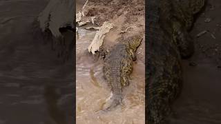 A Giant Crocodile🐊😳🫣😱 crocodile crocodiles viralshorts [upl. by Justine]