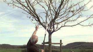 Obstbaum richtig schneiden  Obstbaumschnitt Pflegeschnitt 10 bis 15jähriger Baum [upl. by Vinnie]