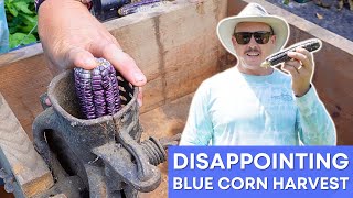 Blue Corn DISAPPOINTMENT Strikes Again [upl. by Akemak432]