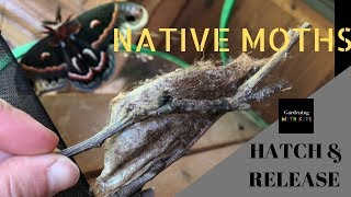 HATCH amp RELEASE NATIVE MOTHS CECROPIA AND POLYPHEMUS MOTHS GARDENING WITH KIDS [upl. by Anohs379]