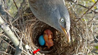 Wild babbler bird Make Her Eyes Small birdswithme107 [upl. by Damas219]