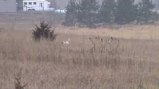 English Setter Training  7 month old pup from Berg Brothers Setters [upl. by Wendel]