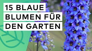 15 blaue Blumen für den Garten 🪻 Standort ✓ Blütezeit ✓ Boden ✓ Wuchshöhe ✓ [upl. by Tatia]