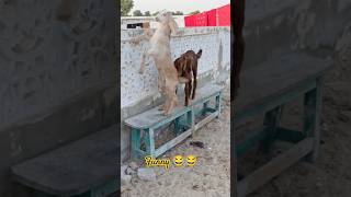 Baby Goats funny videoshorts ytshortsvideo babygoats [upl. by Ayekat458]