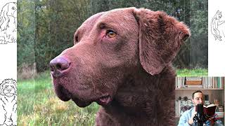 Chesapeake Bay Retriever Pros and cons price how to choose facts care history [upl. by Intyre]