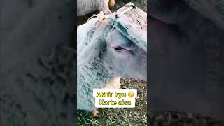 Aisa kyu karte 🔩rooftop goat farming earn facts animals pets vet farm [upl. by Cresa]