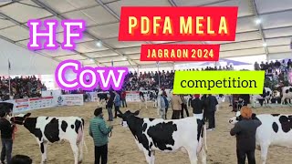 PDFA Mela jagraon 2024 hf cow competition [upl. by Stichter]