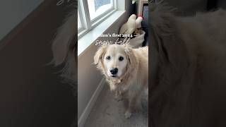 Goldens first snow fall of the year 🥹🤍❄️ christmas goldenretriever tiktok shortsvideo shorts [upl. by Heins]