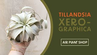 Air Plant Spotlight  Tillandsia Xerographica [upl. by Charbonnier]