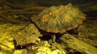 JeanMichel Cousteau dives with a mata mata turtle [upl. by Yerrot485]