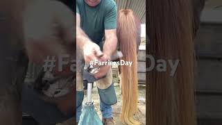 Hoof trimming don’t get kicked horse farrier horsecare equestrian farrierlife [upl. by Lleddaw143]