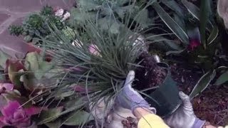 How to ReTransplant Bromeliads  Gardening Advice [upl. by Thapa]