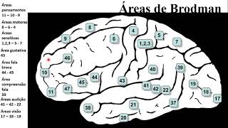 ÁREAS DE BRODMANN [upl. by Onitram]