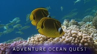 ► Adventure Ocean Quest  24 Hours on the Reef FULL Documentary [upl. by Benkley]