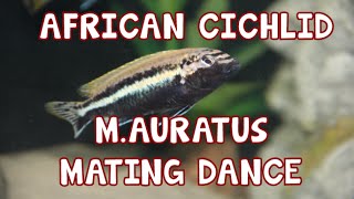 BREEDING│AURATUS PAIR│AFRICAN CICHLIDS [upl. by Lehcim]