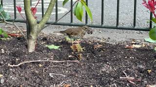 Song Thrush near tennis courts with worm Duncan Campbells video [upl. by Bloom]