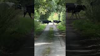 Never rush on the country lanes  countrylife british pets dog outdoors shropshire farm [upl. by Aisatal573]