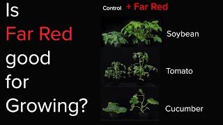 Is Far red light good for plants [upl. by Jollanta155]