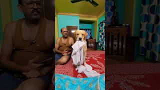 Cuteness😍dog doglover funny coco cute labrador trending trend pets comedy fun dogs love [upl. by Favien]