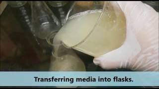 Easy recipe of potato dextrose agar PDA media to grow fungi [upl. by Nitsyrk]