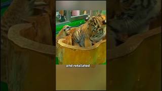 2 baby tigers bullied by agresive meerkat rescue tiger shorts [upl. by Spindell]