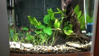 Tiger Barb and Kuhli Loach Tank  Week 1 [upl. by Whatley]