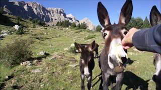 Cows donkeys and bulls Our fishing partners in the Pyrenees Mountains [upl. by Staley]