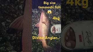 Amazing catch big size red snapper  tamoshi fishfishing roadto5k fishingvideo redsnapper [upl. by Iago]