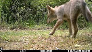 June 2024 South Low Part 2 Trailcam Highlights [upl. by Alor]