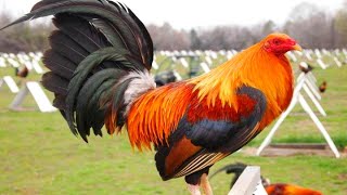 ROOSTER CROWING 🐓 Rooster Sound Videos [upl. by Tamiko]