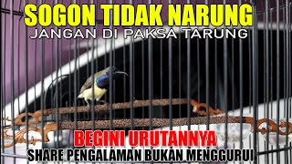 SOGON TIDAK NARUNG JANGAN DI PAKSA TARUNG [upl. by Bethena]