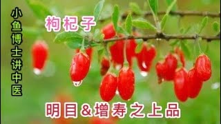 56 枸杞子：明目amp增寿之上品 [upl. by Ynetsed]