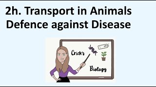 Defence Against DiseaseBiology iGCSE Edexcel Unit 2h Transport in AnimalsCricks Biology [upl. by Corri937]