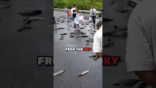 Fish Falling From The SKY 😱 [upl. by Laughry971]