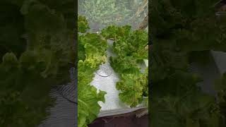 checkout my hydroponically grown lettuce kratkyhydroponics thankyouforwatching [upl. by Carlton]