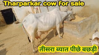 Tharparkar cow for sale [upl. by Bertina]