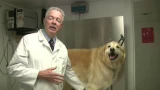 How to Ease Symptoms of Kennel Cough [upl. by Adey]