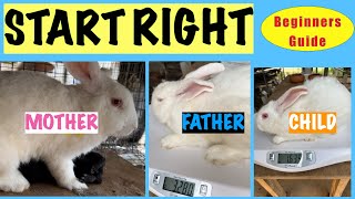 RABBIT FARMING Why you should buy from known breeders rabbit [upl. by Adle913]