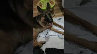 Chehra masoom jeha ni tereDil ‘ch shaitani jimmy new funny dog trending shorts video [upl. by Trueblood592]