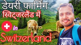 जानिए कैसे होती है डेरी फार्मिंग स्विट्ज़रलैंड में। Dairy Farming In Switzerland [upl. by Eslud]