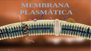 Membrana Plasmática  Estruturas Composição função e características  Membrana celular [upl. by Shing294]