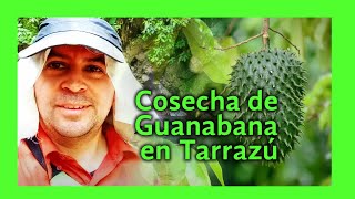 ▶ Cosecha de guanábanas en Costa Rica Tarrazú [upl. by Ardell]