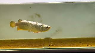 24k Golden Helmet crossback arowana [upl. by Tarsus]