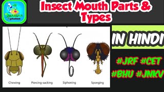 Insect Mouth parts amp their modifications  Insect morphology  Entomology [upl. by Wernda87]