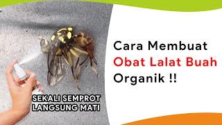 Modal Irit Cara Elit Matikan Lalat Buah Yang Sulit [upl. by Osyth]