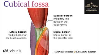 Cubital Fossa 💁 upperlimbanatomy anatomynote anatomy medical [upl. by Skiest908]